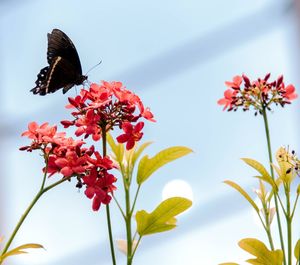 Close-up of butterfly on flowers