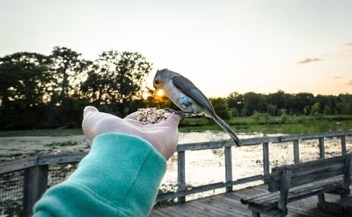 Cropped hand of person feeding bird on palm