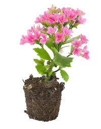 Close-up of pink flowers against white background