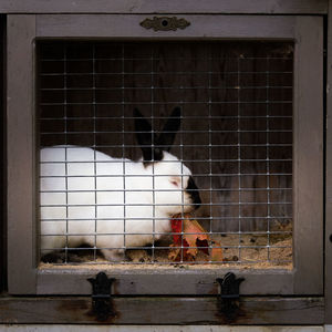View of birds in cage