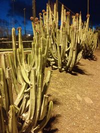 Close-up of cactus in park at night