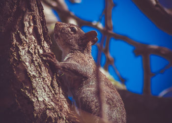 Low angle view of lizard on tree trunk