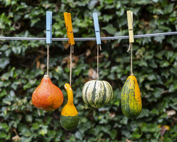 Close-up of fruits hanging on tree