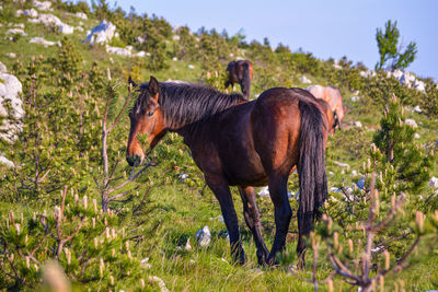 Horses in a field