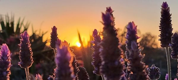 Close-up of cactus plants on field against sky during sunset