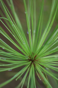 Close-up of plant