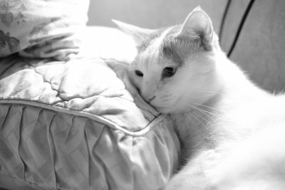 Close-up of cat relaxing on bed at home