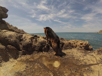 Dog on rock at sea shore against sky