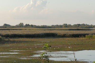 Scenic view of field against sky