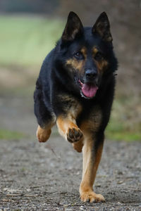 Portrait of dog on road