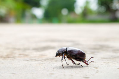 Close-up of insect on the road