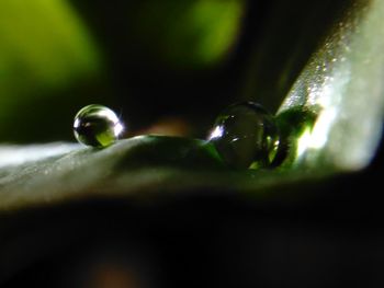 Close-up of water drop on leaf