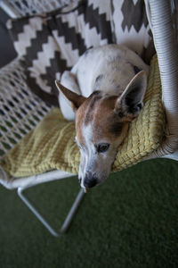 High angle view of dog resting at home