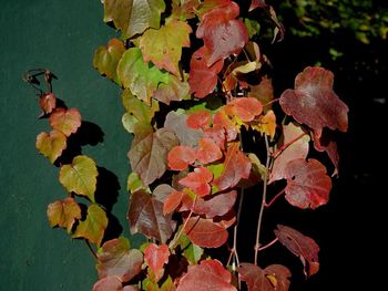 Close-up of autumn leaves in water