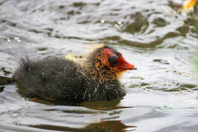 Close-up of bird swimming in lake