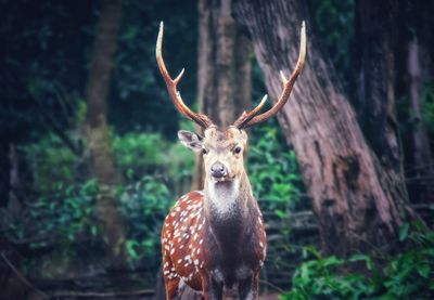 Close-up portrait of deer