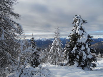 Pine trees on snow covered landscape against sky