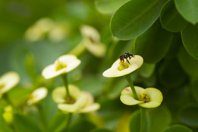 Close-up of insect on flower