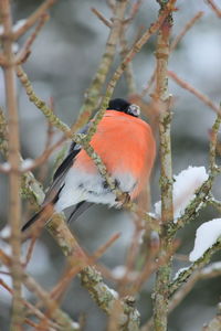 Close-up of bird perching on branch