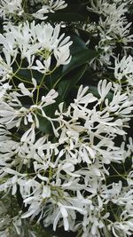 Close-up of white flowers blooming outdoors