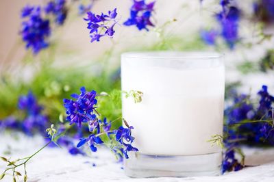 Close-up of purple flowering plant on table