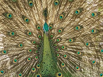 Close-up of peacock feathers