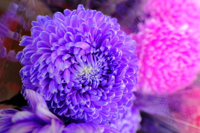 Close-up of purple flowering plant