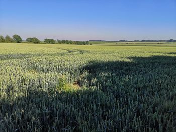 Scenic view of agricultural field against clear sky