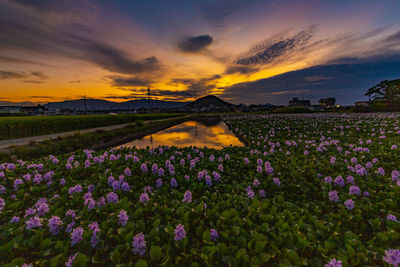 Purple flowering plants on field against sky during sunset