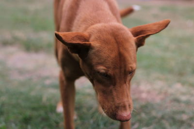 Close-up of dog looking away on field
