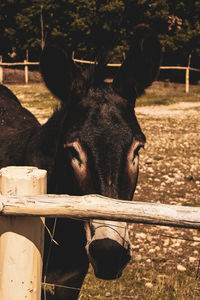 Portrait of horse in ranch