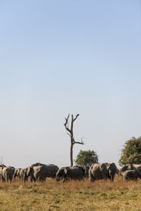 View of dead tree on field against sky