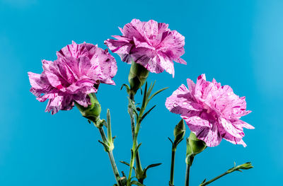 Low angle view of pink flowering plant against clear blue sky