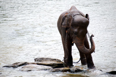 Young chained elephant in the river at pinnawala elephant orphanage sri lanka