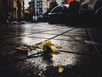 Close-up of yellow flower on wet street