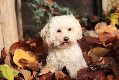 Portrait of dog on leaves during autumn