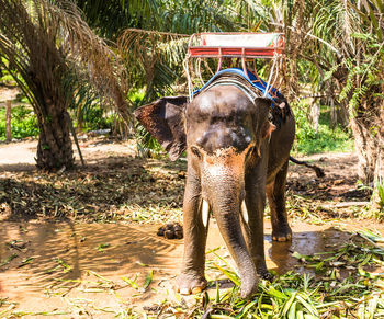 Close-up of elephant on land against trees