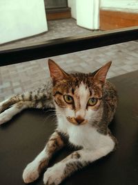 Close-up portrait of cat relaxing at home