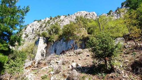 Low angle view of trees on mountain against sky