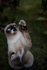 Cat sitting and playing outdoors