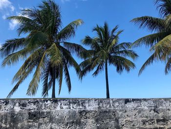 Low angle view of palm trees against clear sky
