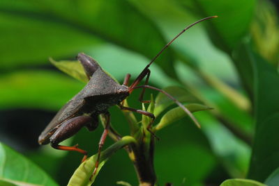 Close-up of insect on plant