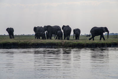 View of elephant in lake against sky