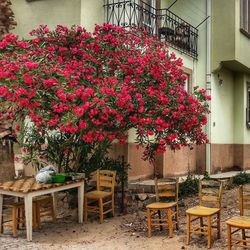 Potted plants in backyard