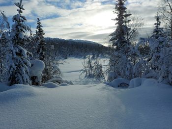 Snow covered plants on landscape against sky