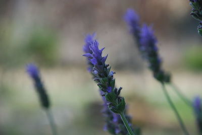 Close-up of lavender blooming on field