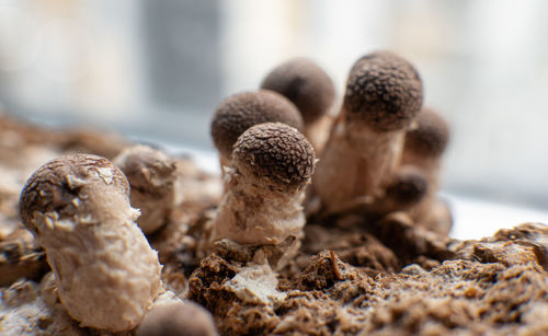 Close-up of mushrooms on wood