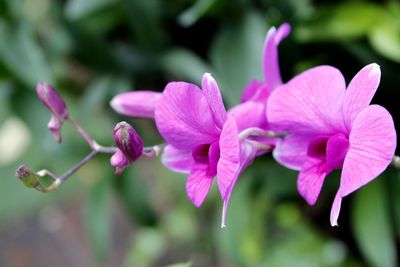 Close-up of pink flowering plant