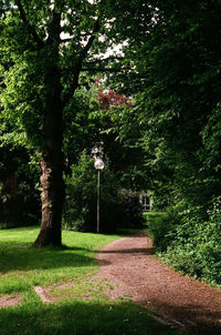 Trees in park