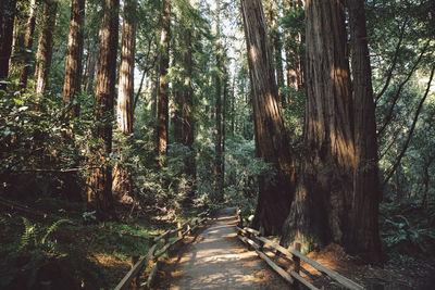 Trees in forest